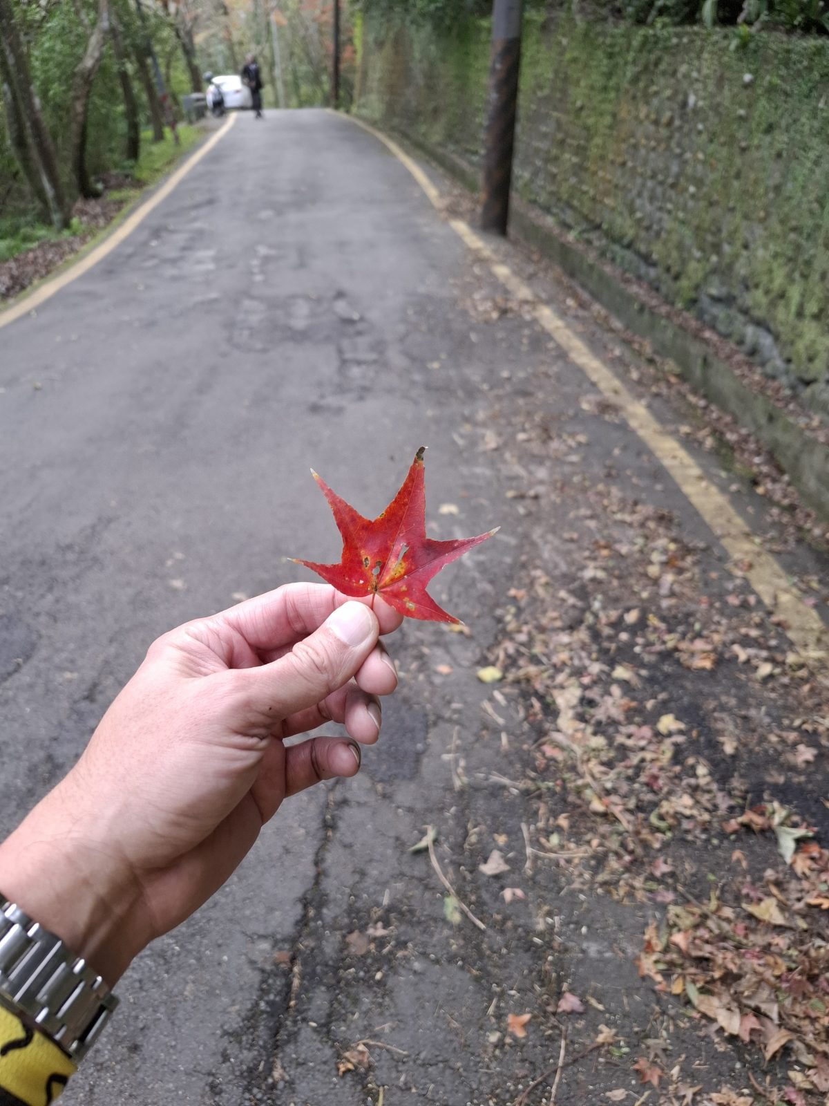 天上山縱走 三峽-新店